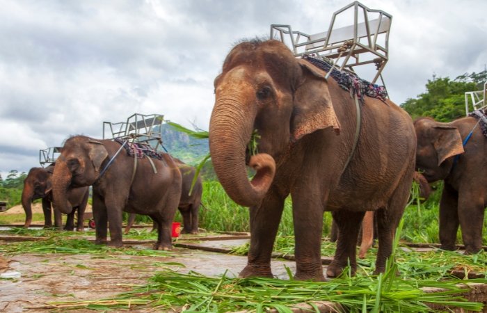 Elephant Farm in Phuket Family Vacation